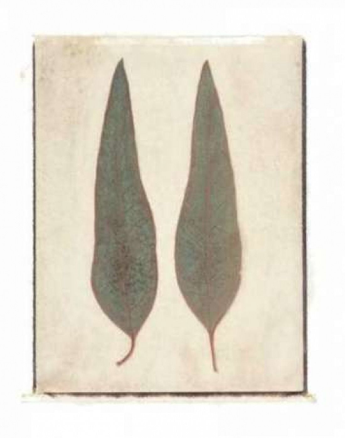 Posterazzi Two Leaves Canvas Art - Amy Melious (20 x 24)