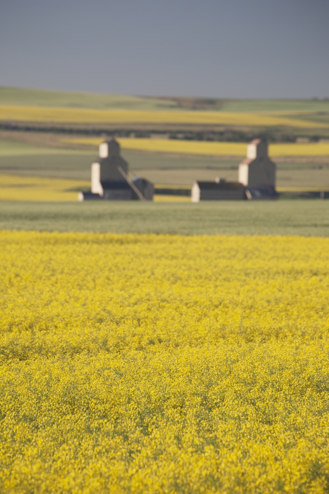 Posterazzi Two Old Wooden Grain Elevators At Sunrise With Flowering Canola Fields In The Foreground And Background Mosleigh Alberta Canada Canvas Art - Michael Interisano Design Pics (24 x 38)