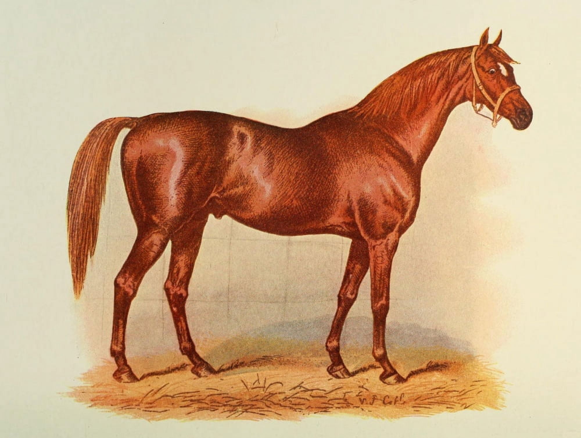 Posterazzi Typical racehorse (Gladiator) Canvas Art - Unknown (24 x 36)