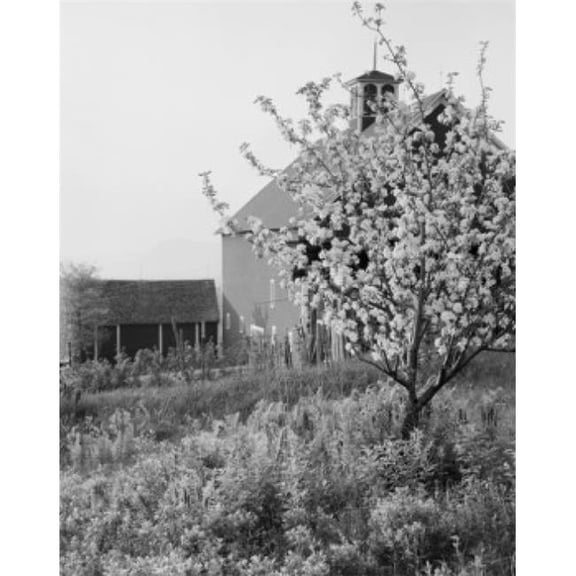 Posterazzi USA Apple Tree in Bloom Barn in Background Poster Print - 18 x 24 in.