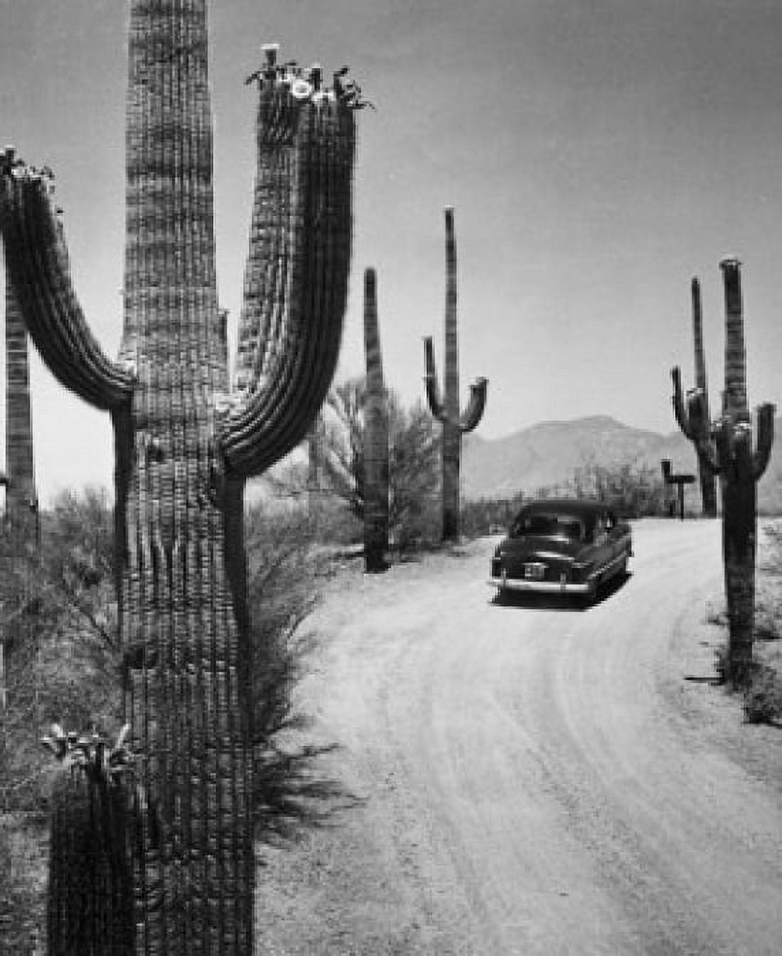 Posterazzi USA Arizona Saguaro National Park car on desert road Canvas Art - (24 x 36)