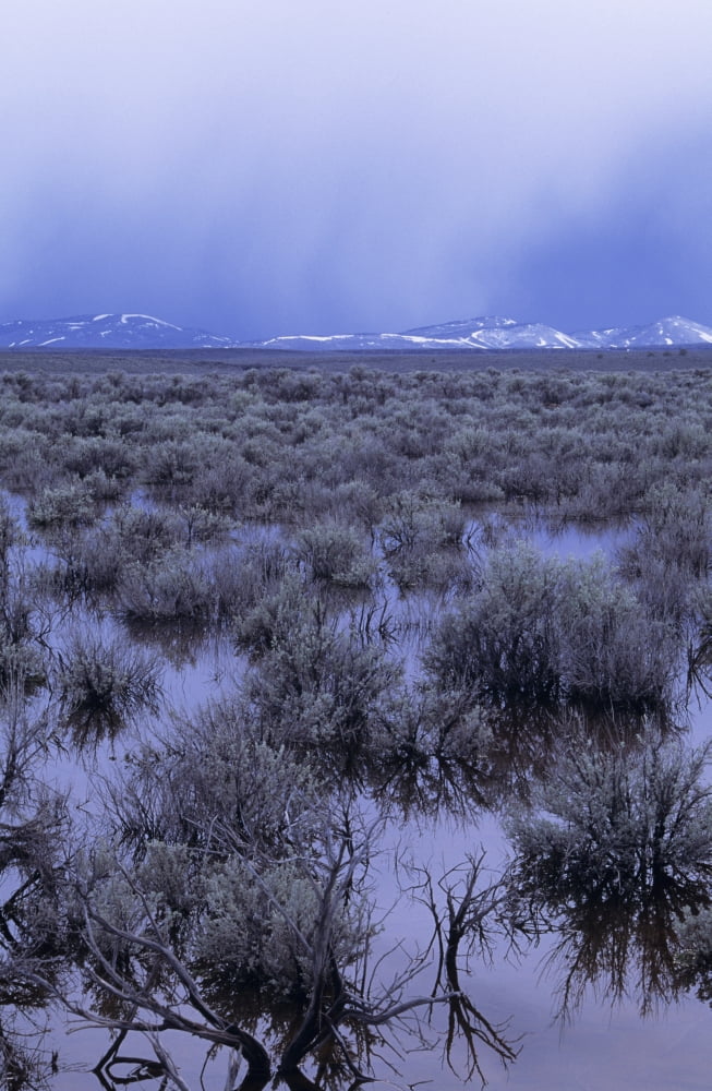 Posterazzi USA Flooded Sagebrush Oregon High Desert During Thunderstorm Canvas Art - Greg Vaughn Design Pics (22 x 34)