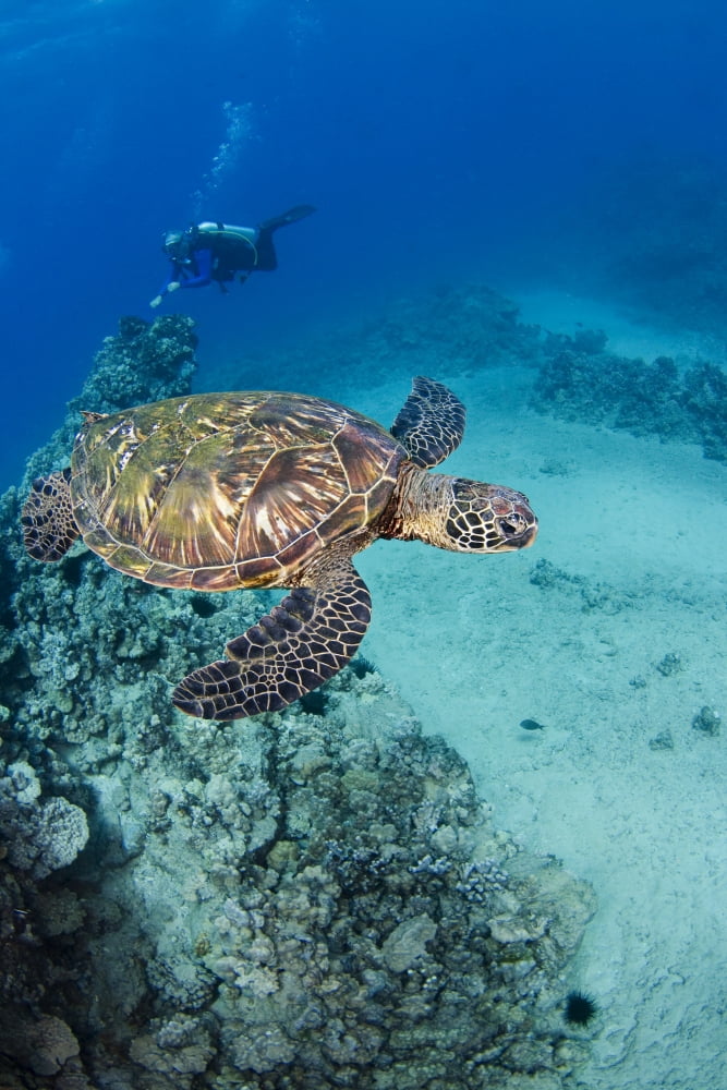 Posterazzi USA Green Sea Turtle (Chelonia Mydas) Hawaii Endangered species Canvas Art - Dave Fleetham Design Pics (22 x 34)