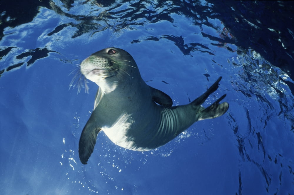 Posterazzi USA Hawaii Maui Monk Seal Playing Molokini Canvas Art - Ed Robinson Design Pics (34 x 22)