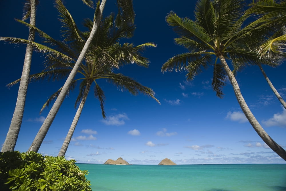 Posterazzi USA Hawaii Oahu Palm tree over Pacific ocean with Mokulua island in background Lanikai Canvas Art - Dana Edmunds Design Pics (34 x 22)