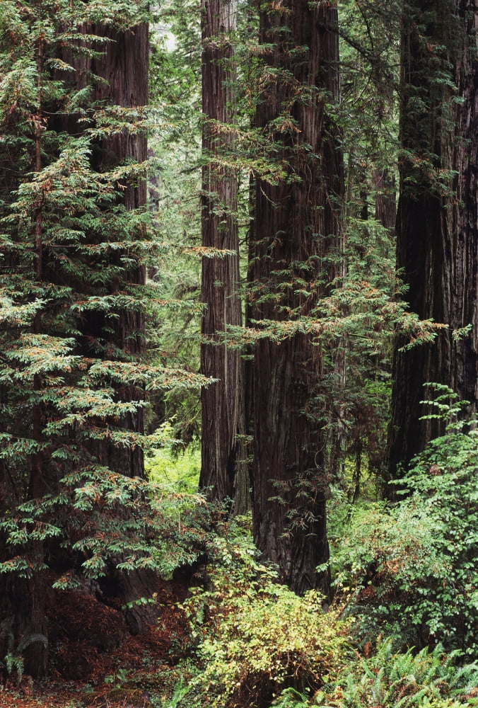 Posterazzi USA Jedediah Smith Redwoods State Park California Old Growth Of Tall Redwood Trees Canvas Art - Greg Vaughn Design Pics (24 x 34)