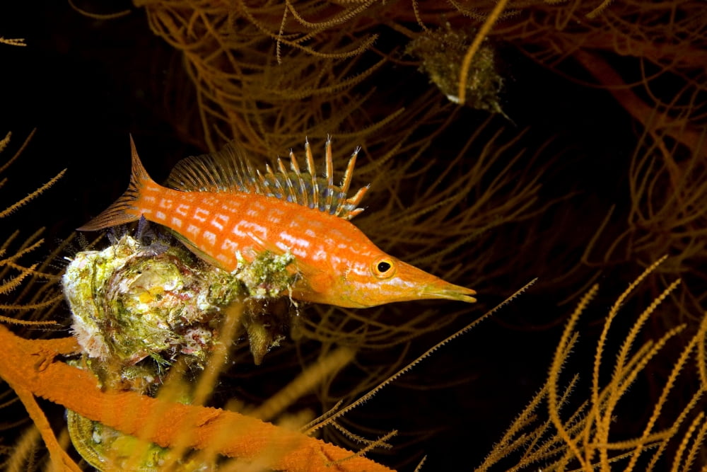 Posterazzi USA Longnose Hawkfish (Oxycirrhites Typus) on Black Coral (Antipatharia Dichotoma) Hawaii Canvas Art - Dave Fleetham Design Pics (34 x 22)