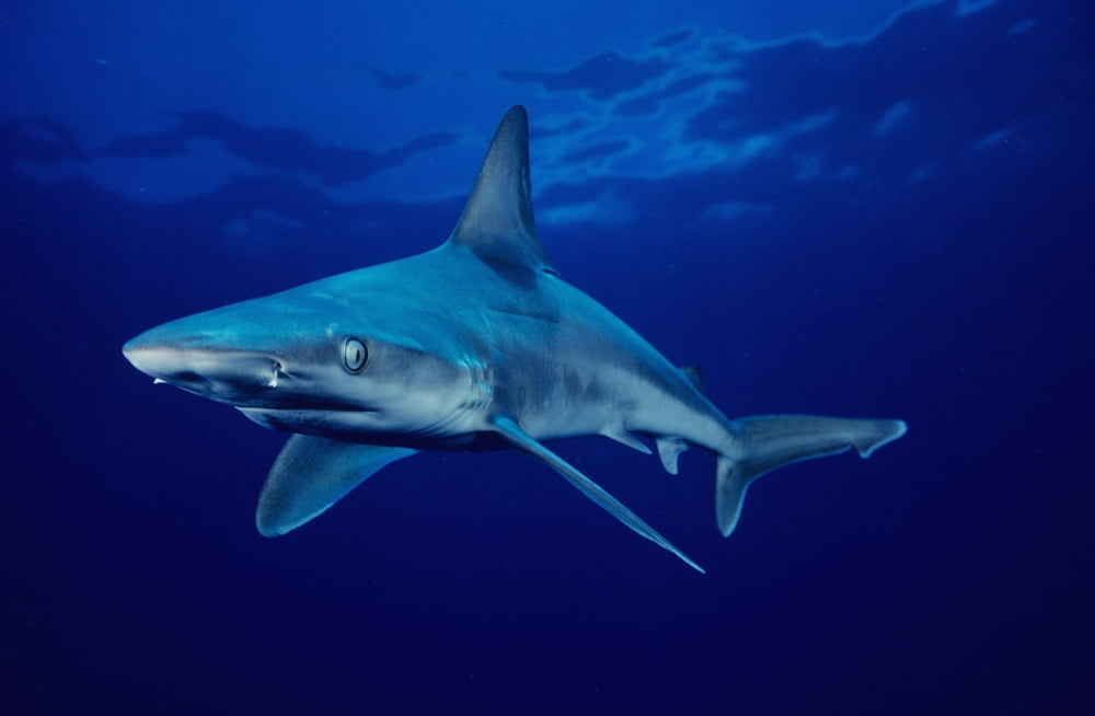Posterazzi USA Sandbar Shark (Carcharhinus Plumbeus) in clear blue water near surface Hawaii Islands Canvas Art - Dave Fleetham Design Pics (34 x 22)