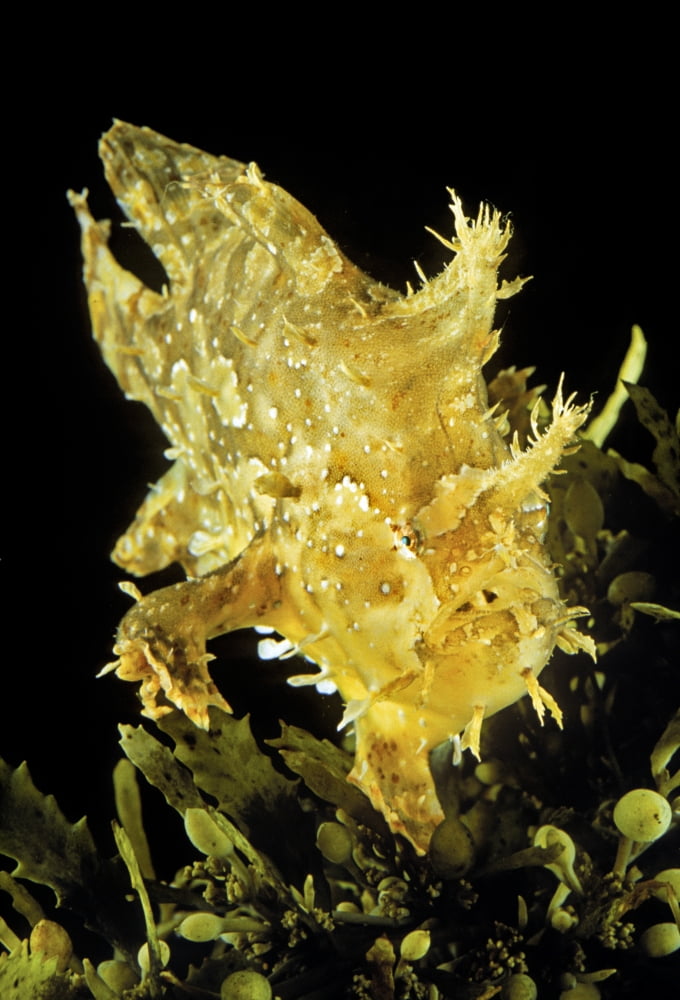 Posterazzi USA Sargasumfish (Histiro histiro) on floating sargasum weed in Pacific ocean Hawaii Canvas Art - Dave Fleetham Design Pics (24 x 34)