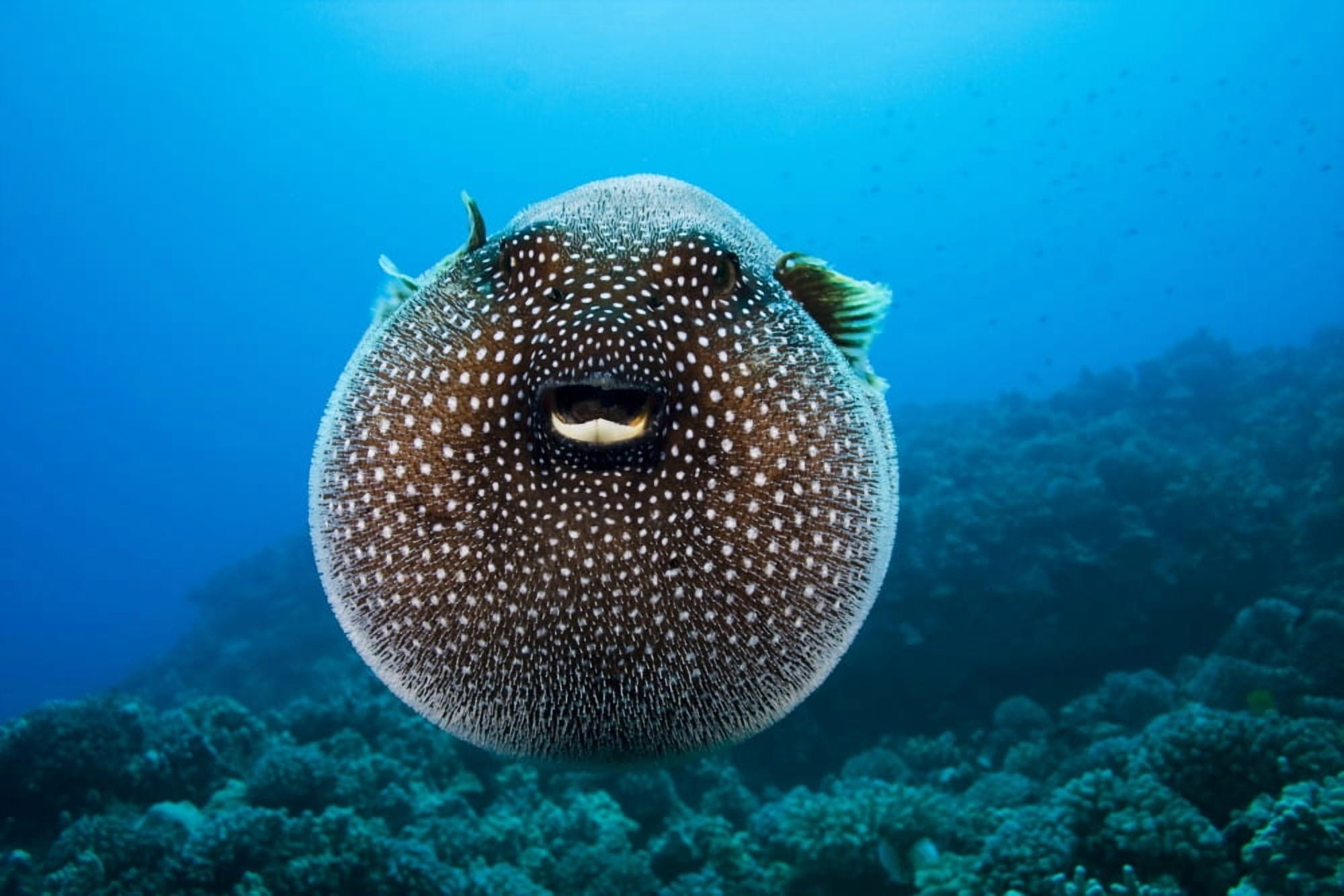 Posterazzi USA Spotted Pufferfish (Arothron Meleagris) Expanded Floating In Blue Ocean Hawaii Islands Canvas Art - Dave Fleetham Design Pics (34 x 22)