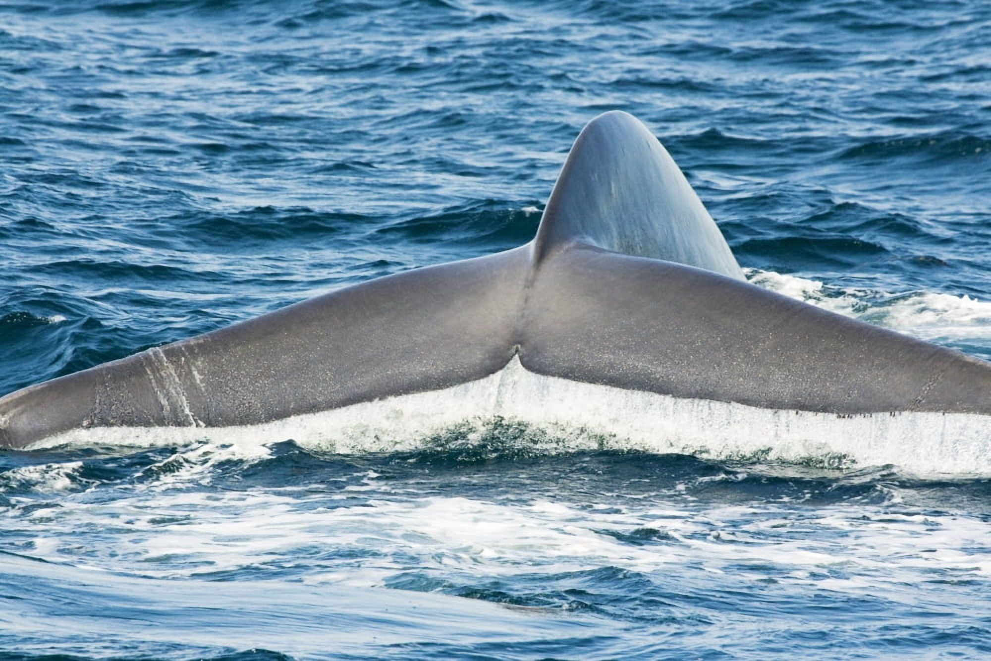 Posterazzi USA Tail fluke of Blue Whale (Balaenoptera Musculus) California Canvas Art - Dave Fleetham Design Pics (34 x 22)