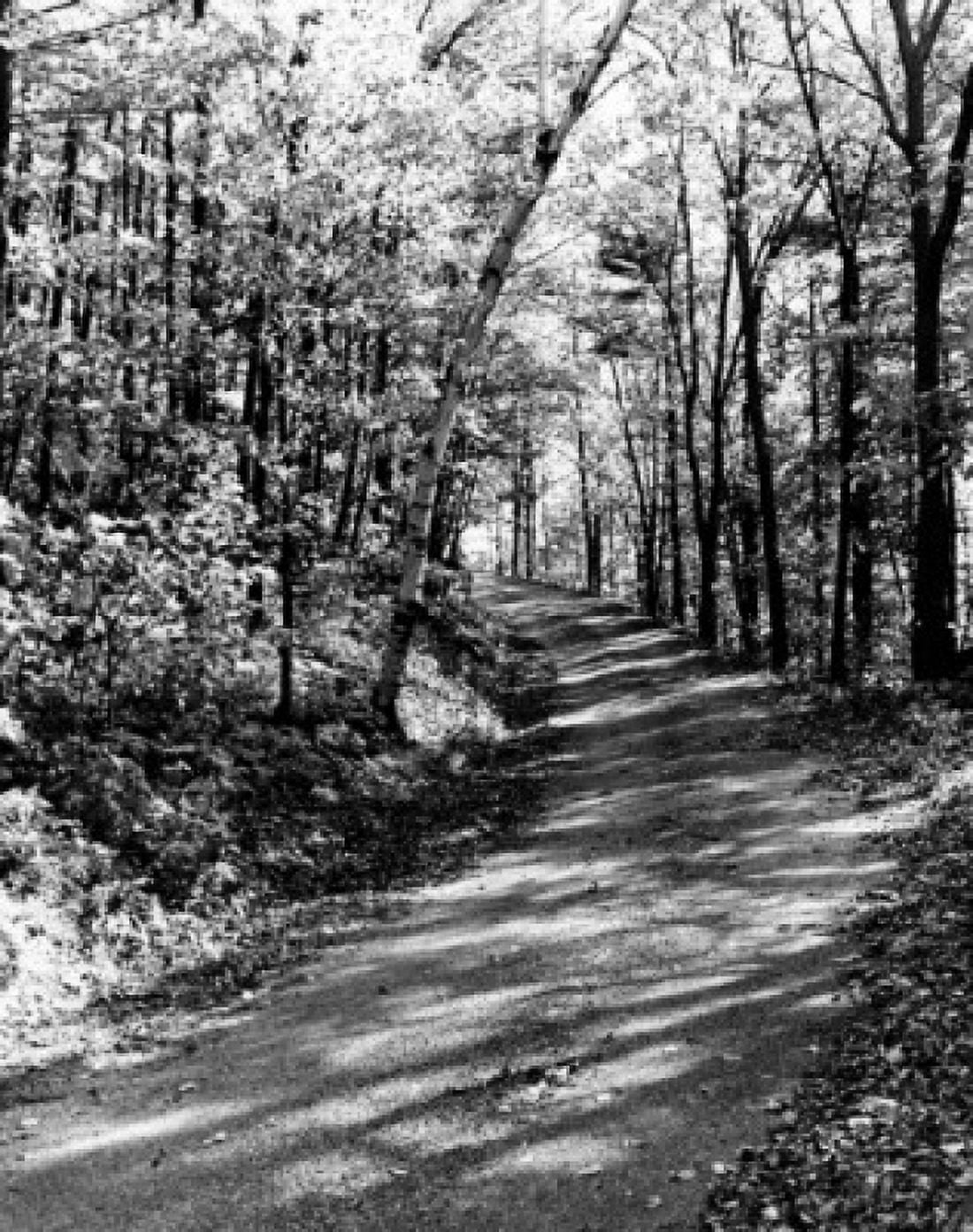 Posterazzi USA Vermont track through forest Canvas Art - (24 x 36)