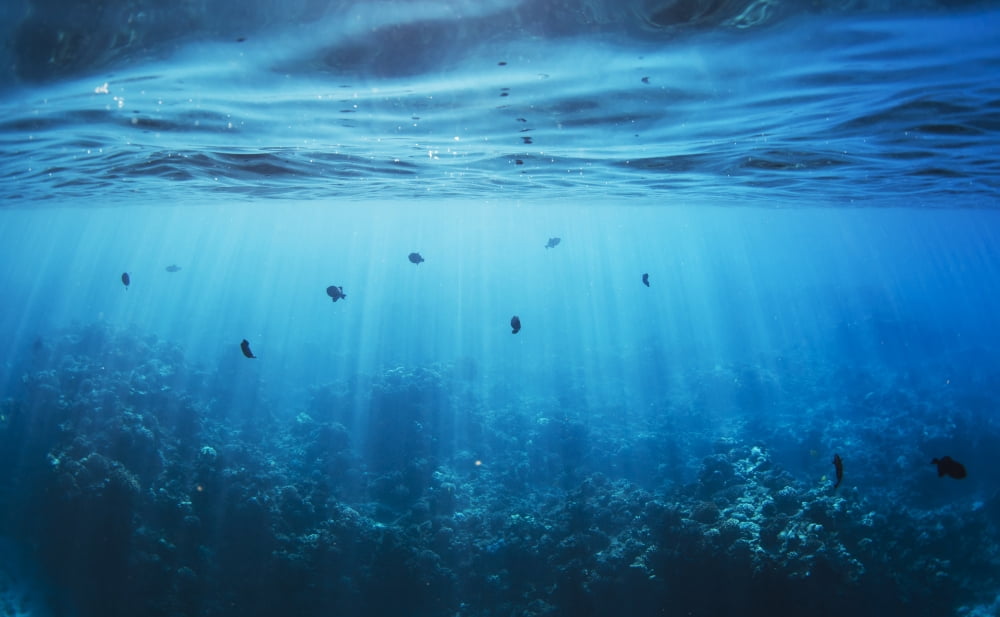 Posterazzi Underwater Canvas Art - Design Pics Vibe Design Pics (34 x 20)