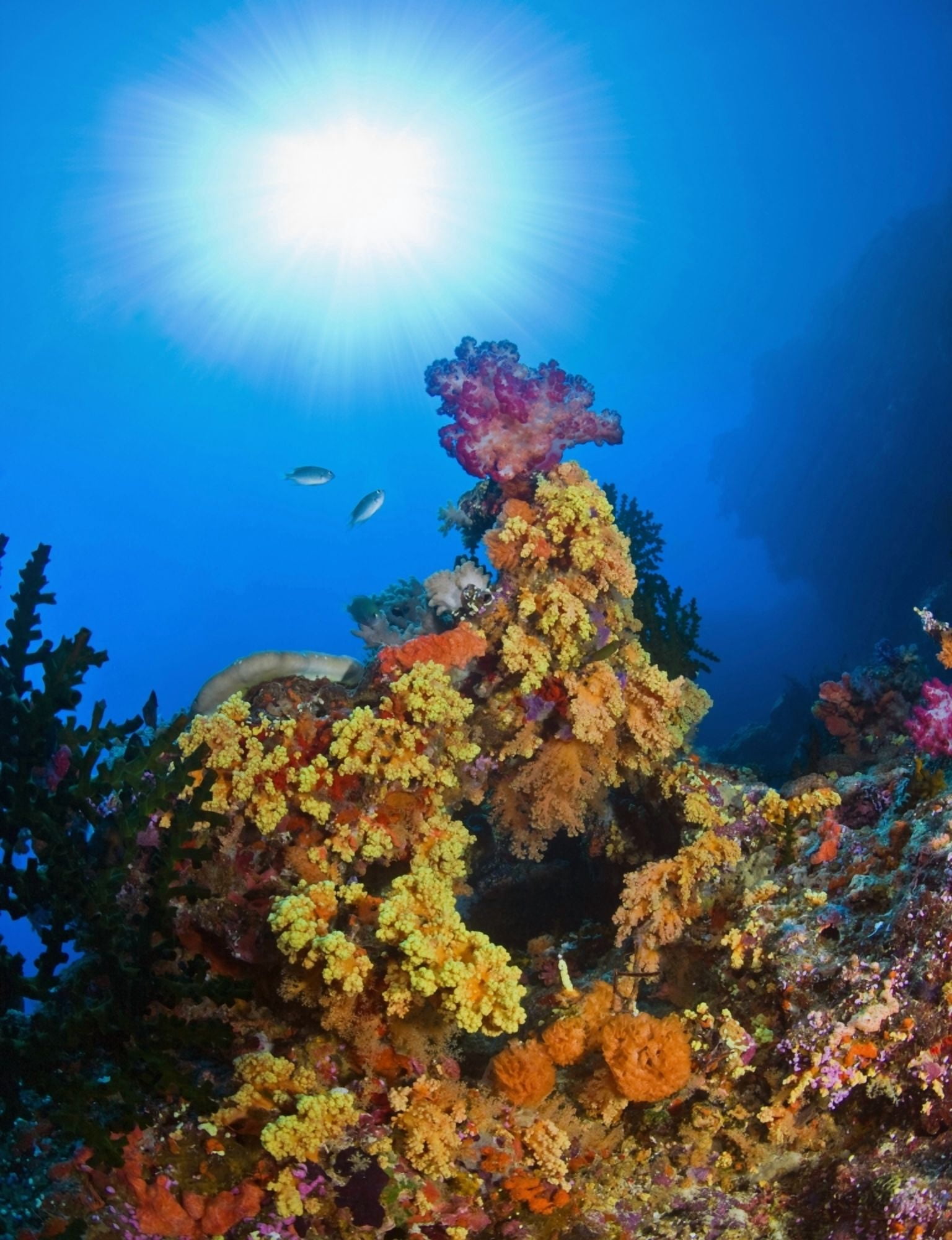 Posterazzi Underwater Starburst Streaming Down On Soft Corals Fiji Canvas Art - Carson Ganci Design Pics (26 x 34)