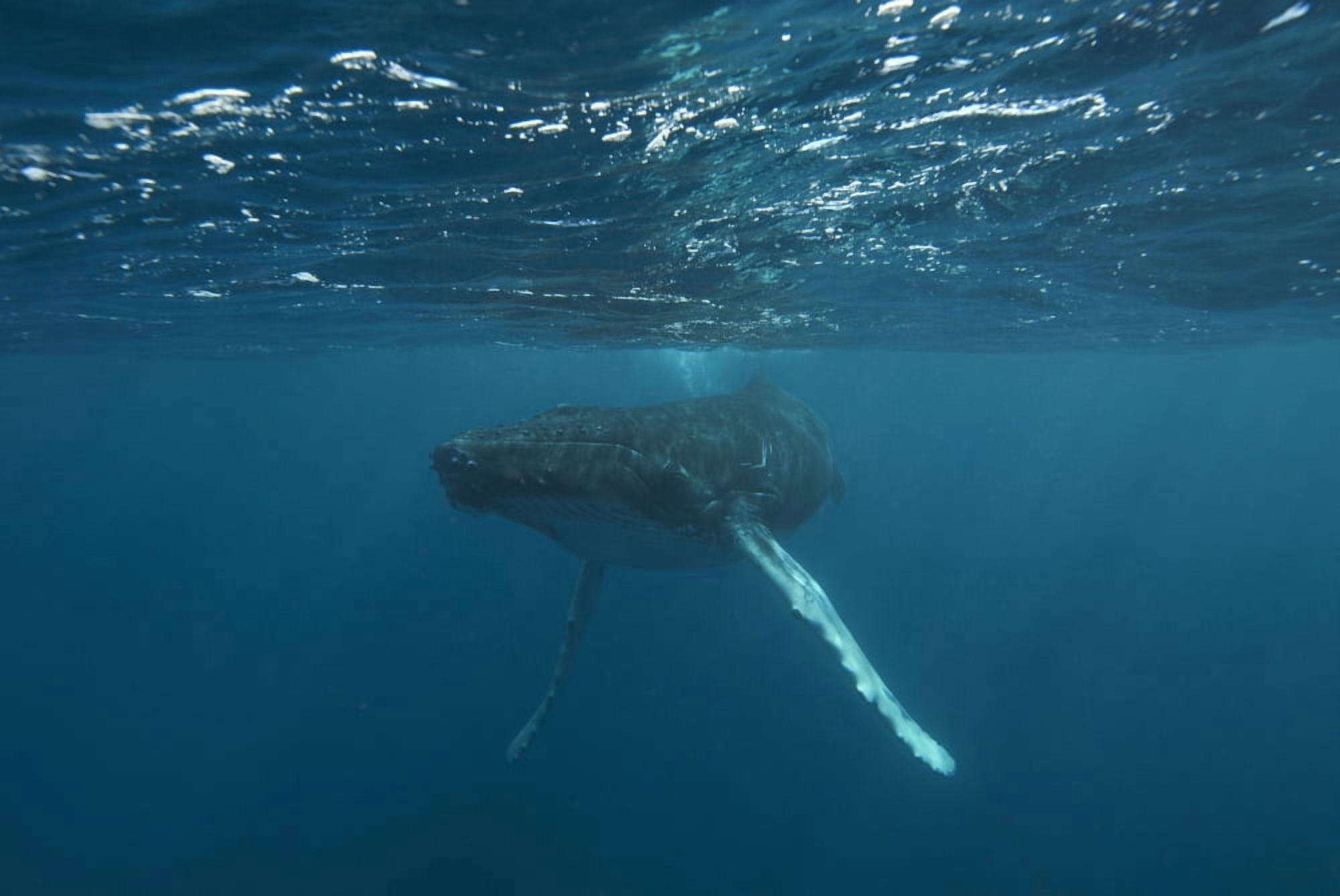 Posterazzi Underwater View Of A Humpback Whale In The Atlantic Ocean Canvas Art - Tom Soucek Design Pics (38 x 24)
