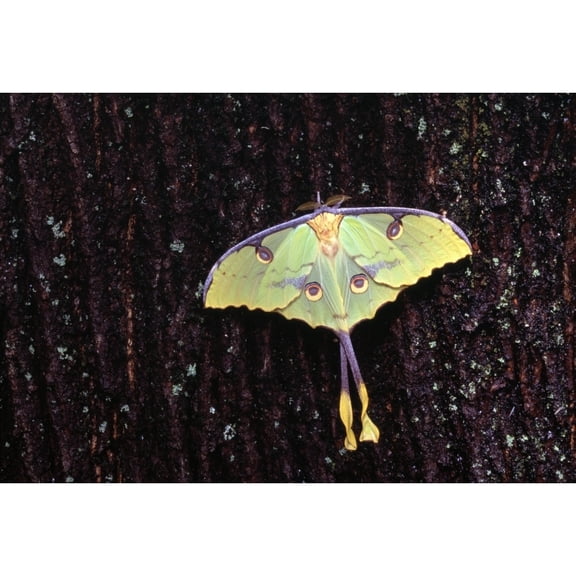 Posterazzi DPI1787949LARGE Unique Butterfly Resting On Tree Bark Poster Print by Natural Selection Jeff Lepore, 36 x 24 - Large