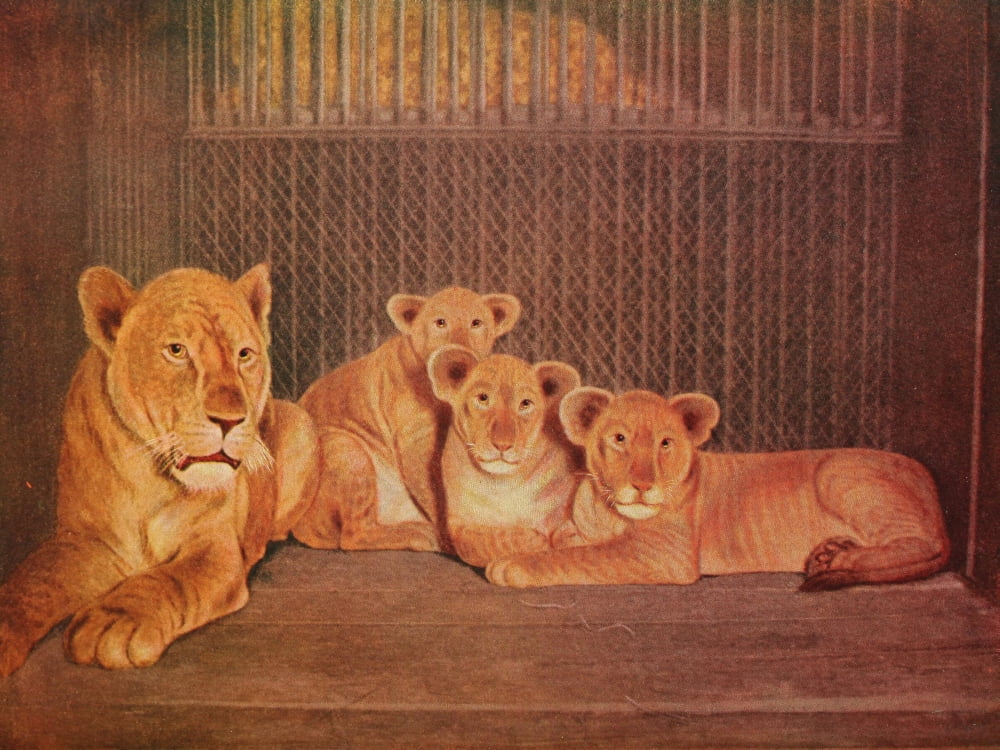 Posterazzi Unknown artist Birds & Nature 1899-1905 Lions Canvas Art - Unknown artist (24 x 36)