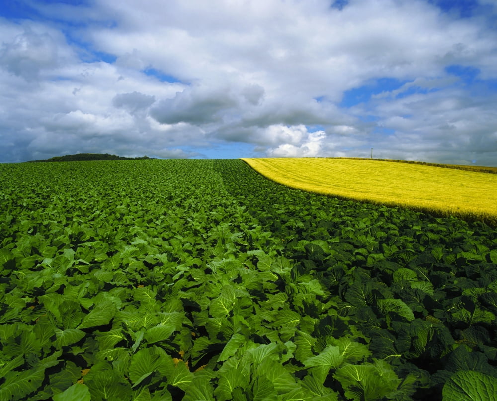 Posterazzi Vegetables Cabbages Canvas Art - The Irish Image Collection  Design Pics (34 x 26)