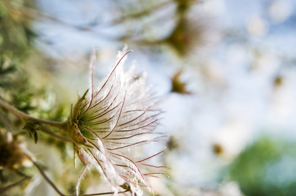 Posterazzi View From Side Close-Up Of Fuzzy White Flowers Canvas Art - Ray Laskowitz Design Pics (34 x 22)