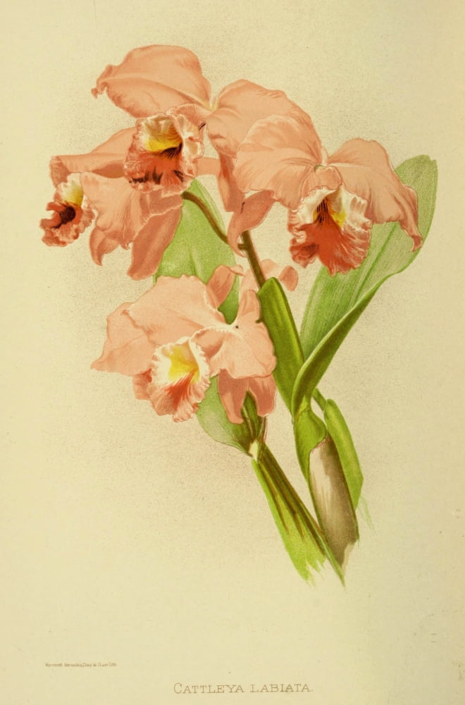 Posterazzi Vincent Brooks Day About Orchids 1893 Cattleya Labiata Canvas Art - Vincent Brooks Day (24 x 36)