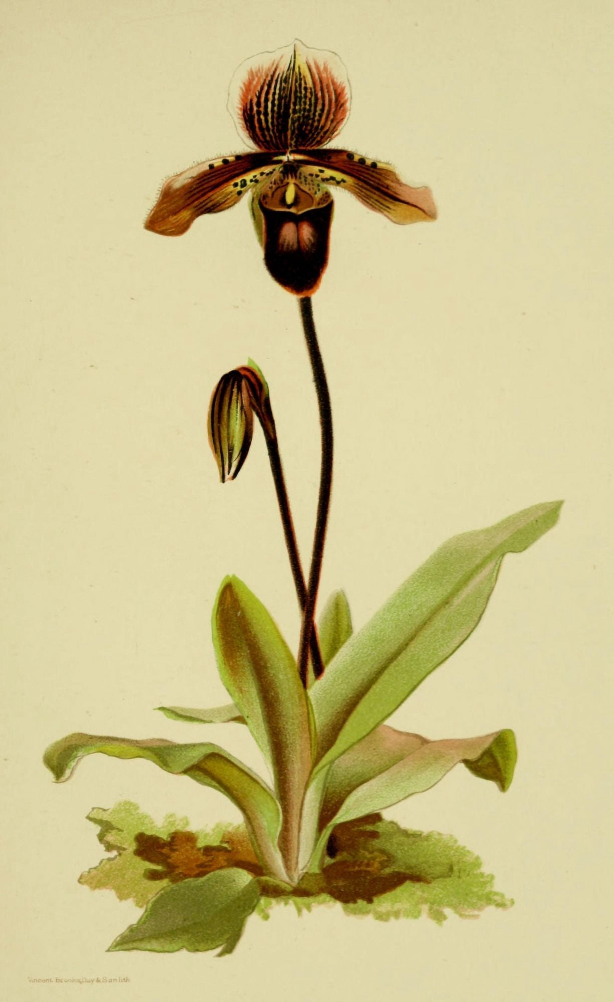 Posterazzi Vincent Brooks Day About Orchids 1893 Cypridium Pollettianum Canvas Art - Vincent Brooks Day (24 x 36)