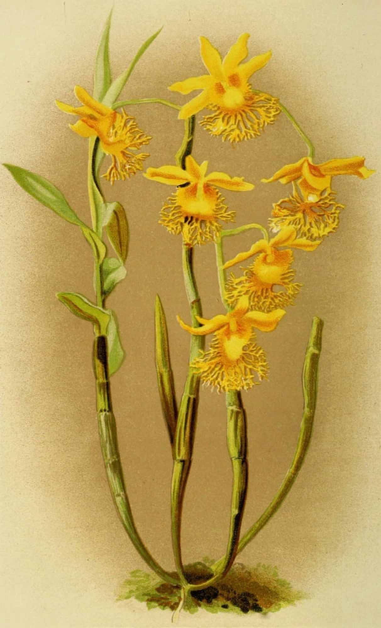 Posterazzi Vincent Brooks Day About Orchids 1893 Dendrobium Brymerianum Canvas Art - Vincent Brooks Day (24 x 36)