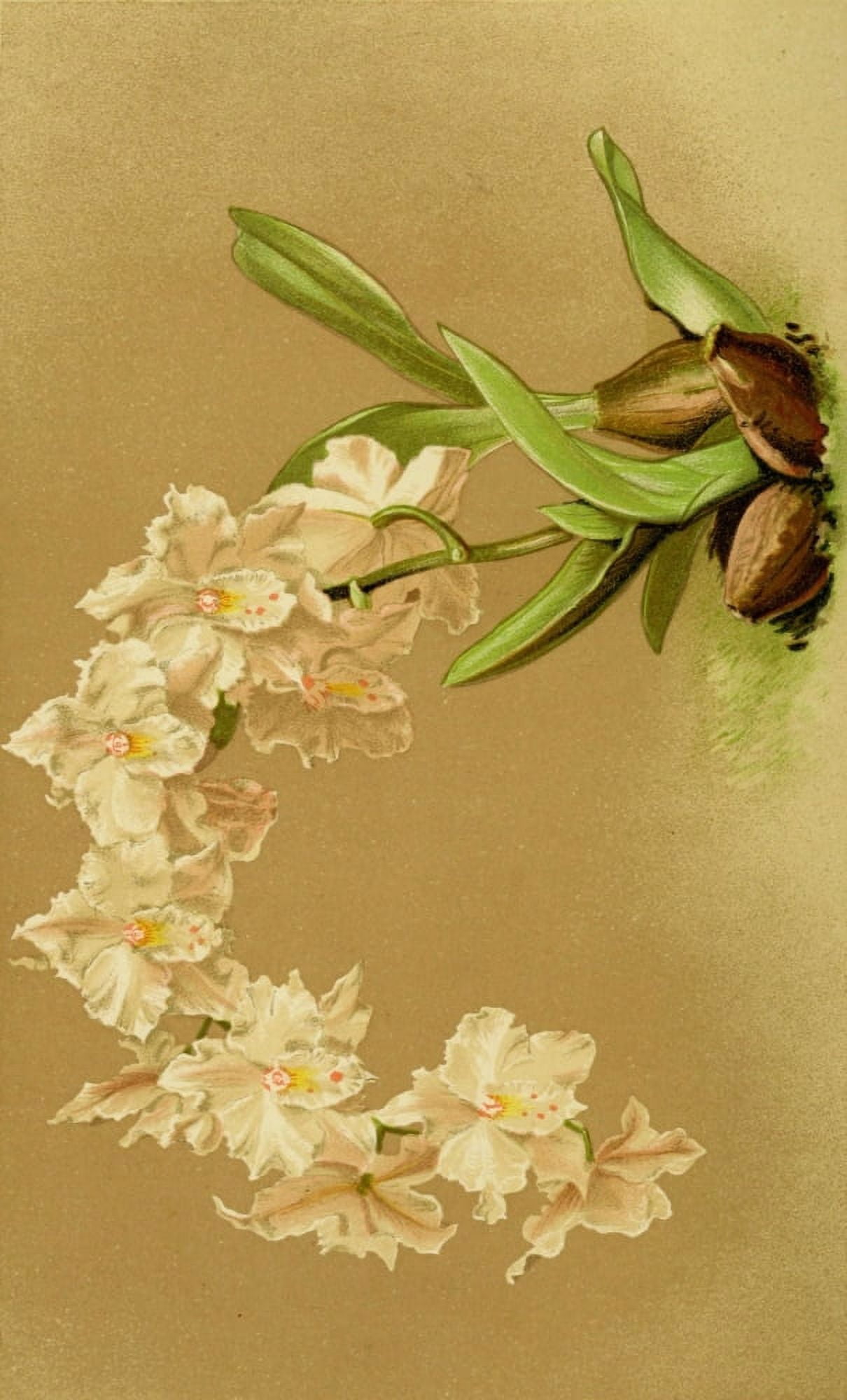 Posterazzi Vincent Brooks Day About Orchids 1893 Odontoglossum Crispum Alexandrae Canvas Art - Vincent Brooks Day (24 x 36)