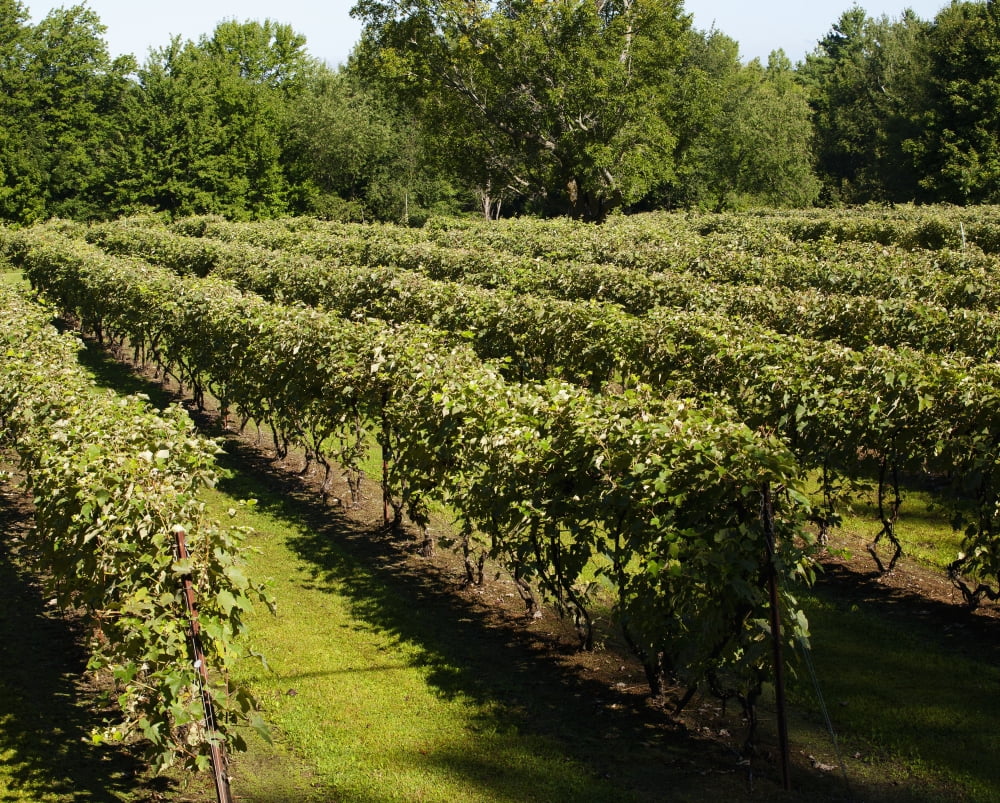 Posterazzi Vineyard Dunham Quebec Canada Canvas Art - David Chapman Design Pics (34 x 26)