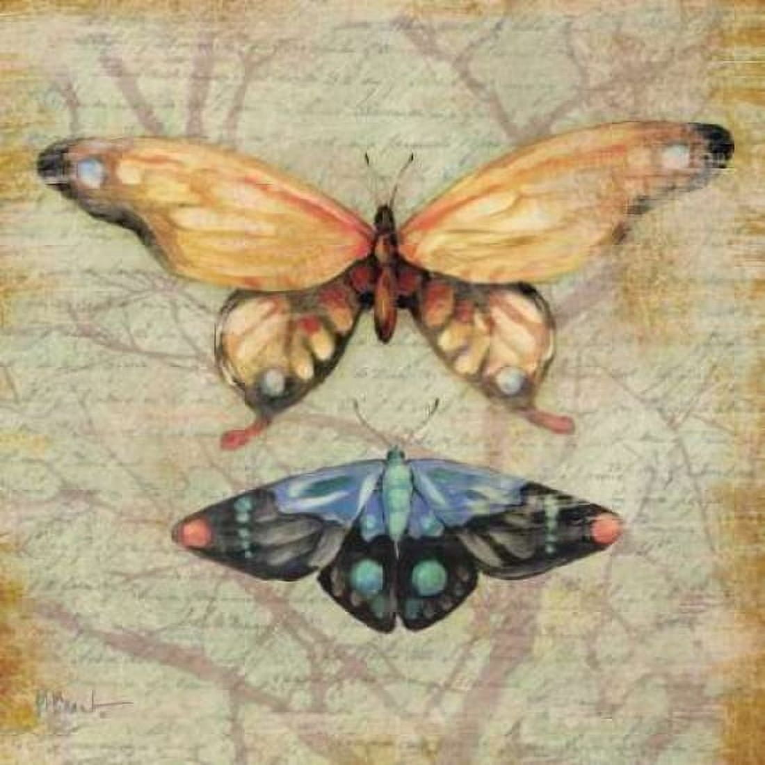 Posterazzi Vintage Butterflies II Canvas Art - Paul Brent (24 x 24)
