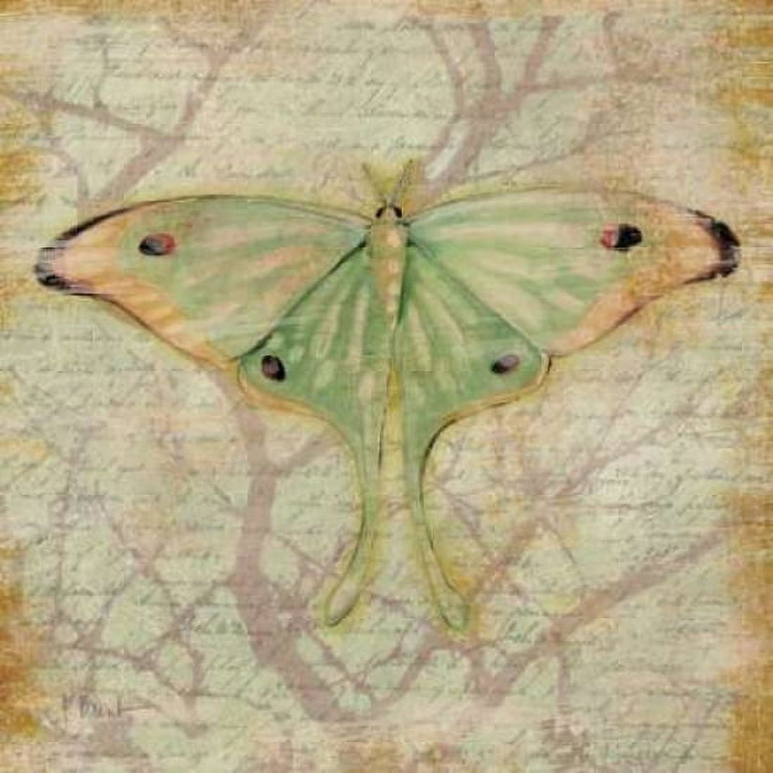 Posterazzi Vintage Butterflies III Canvas Art - Paul Brent (24 x 24)