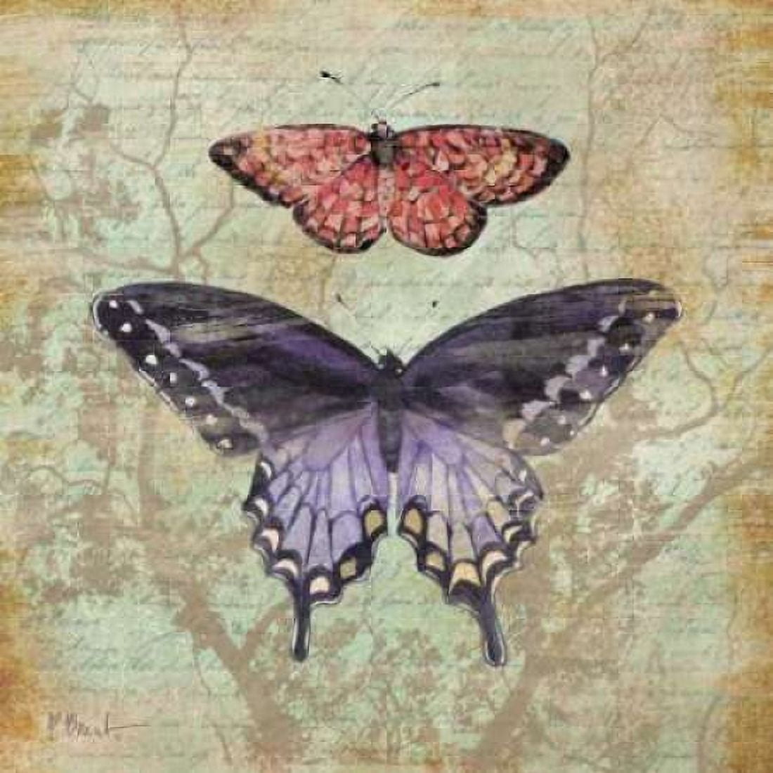 Posterazzi Vintage Butterflies IV Canvas Art - Paul Brent (24 x 24)