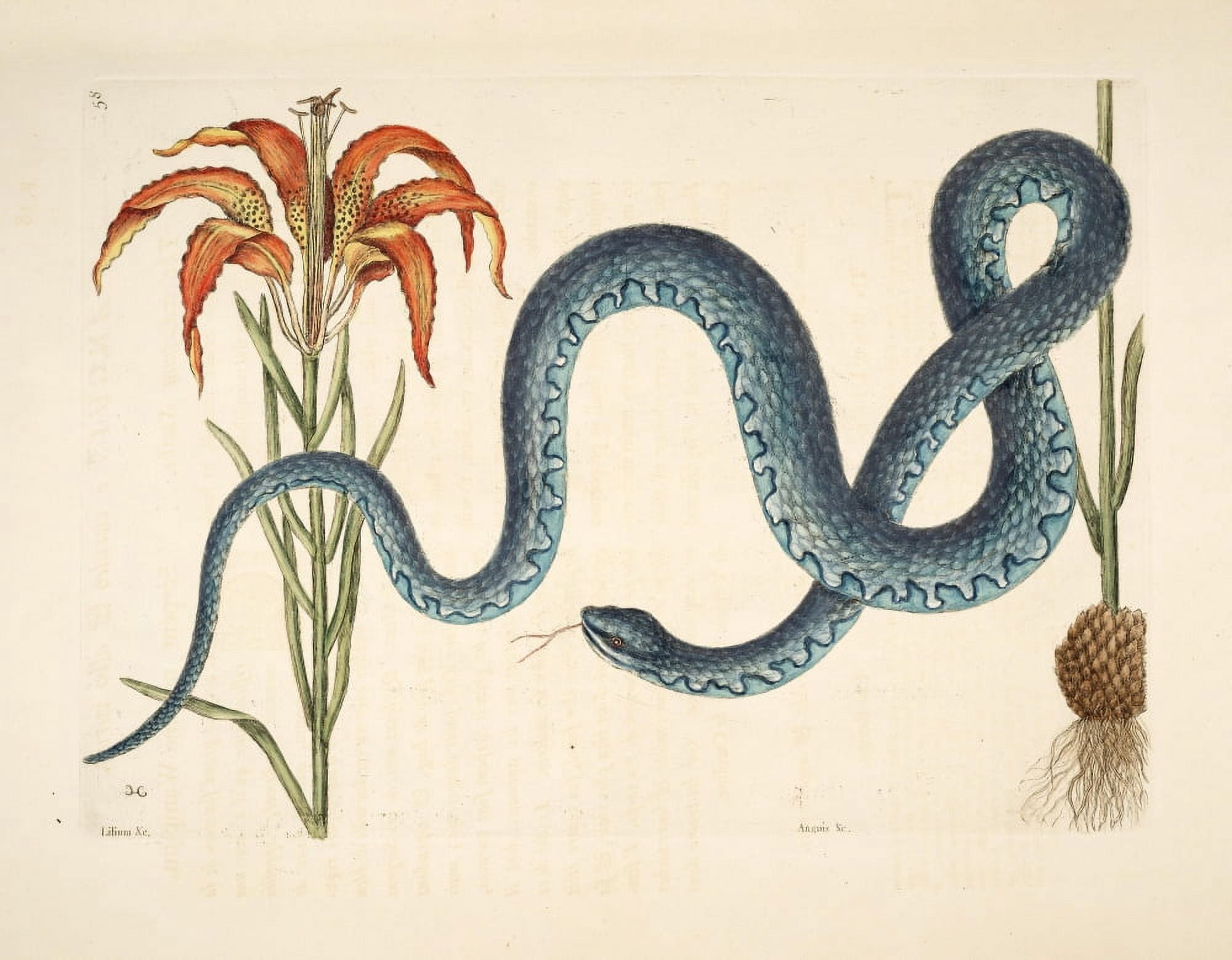 Posterazzi Wampum Snake & Lily Canvas Art - Mark Catesby (24 x 36)