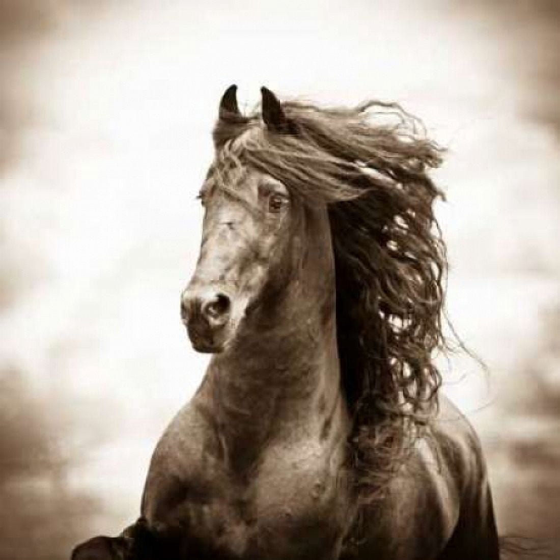 Posterazzi War Horse Canvas Art - Carol Walker (24 x 24)