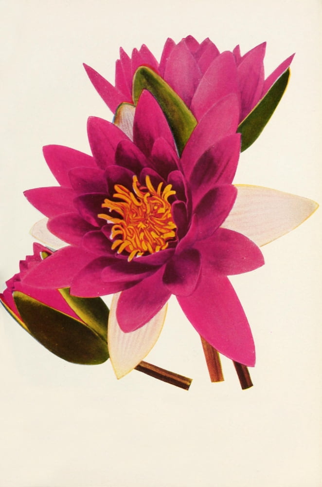 Posterazzi Water Gardening 1935 Water-lily Attraction Canvas Art - Unknown (24 x 36)