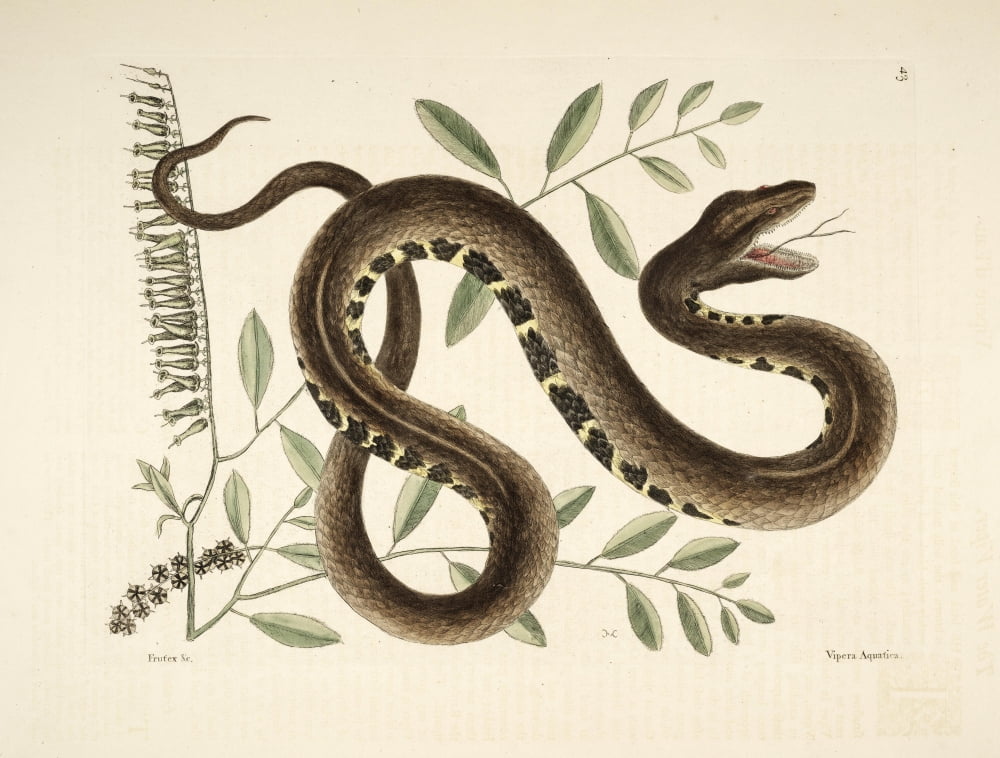 Posterazzi Water Viper Canvas Art - Mark Catesby (24 x 36)