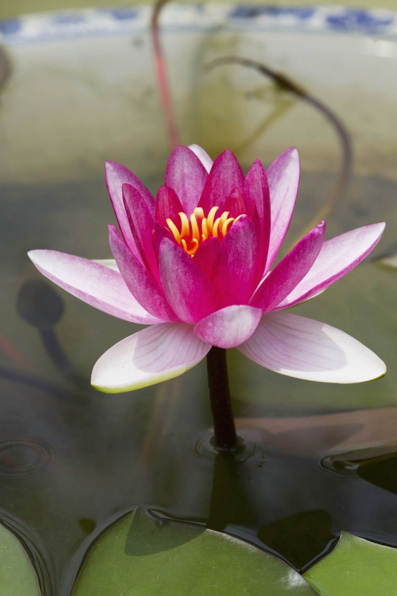 Posterazzi Water lily in the Humble Administrators Garden Suzhou Jiangsu China Canvas Art - Peter Langer Design Pics (24 x 38)