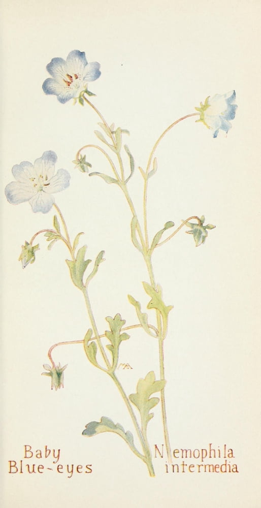 Posterazzi Western Wild Flowers 1915 Baby Blue-eyes Canvas Art - M Armstrong (24 x 36)