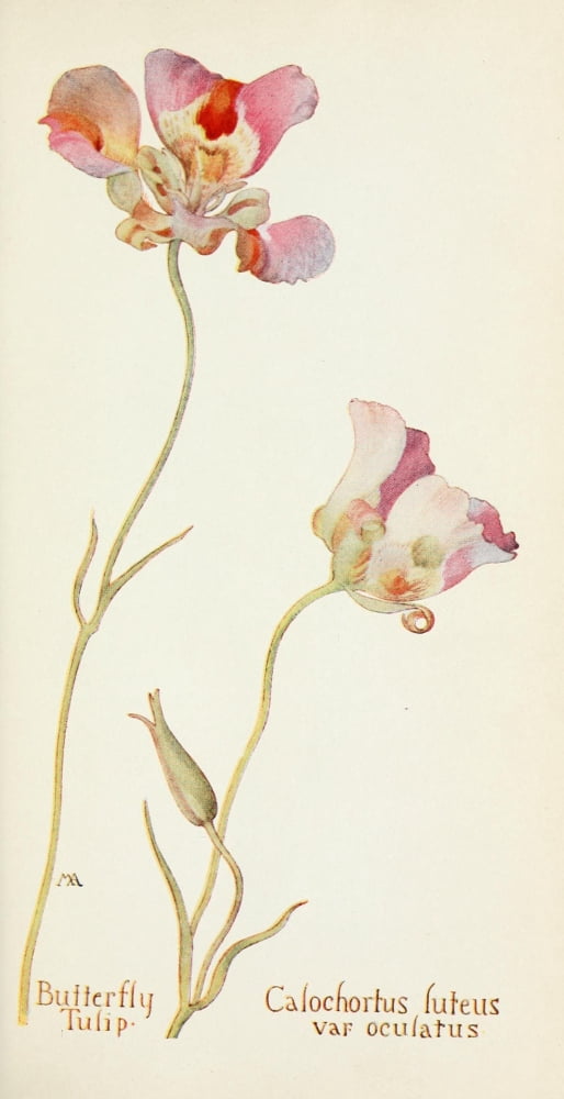 Posterazzi Western Wild Flowers 1915 Butterfly Tulip Canvas Art - M Armstrong (24 x 36)