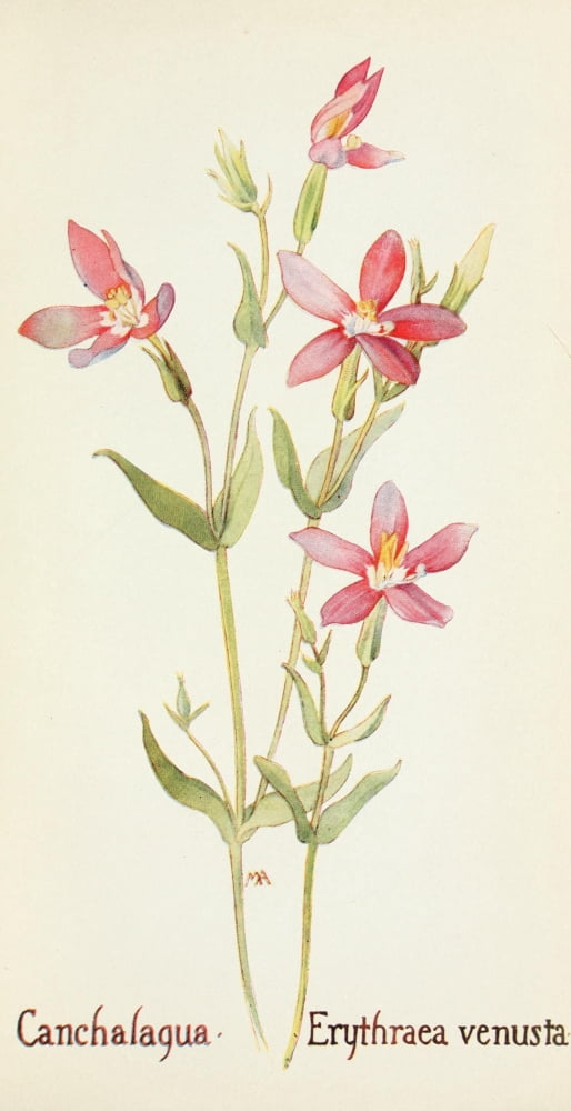 Posterazzi Western Wild Flowers 1915 Canchalagua Canvas Art - M Armstrong (24 x 36)