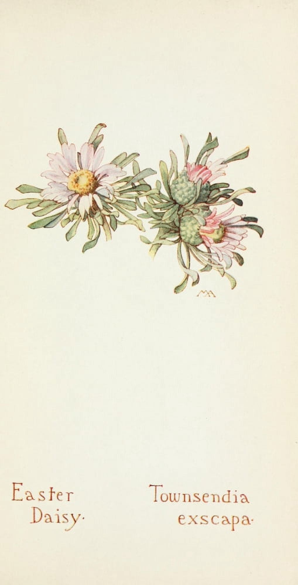 Posterazzi Western Wild Flowers 1915 Easter Daisy Canvas Art - M Armstrong (24 x 36)