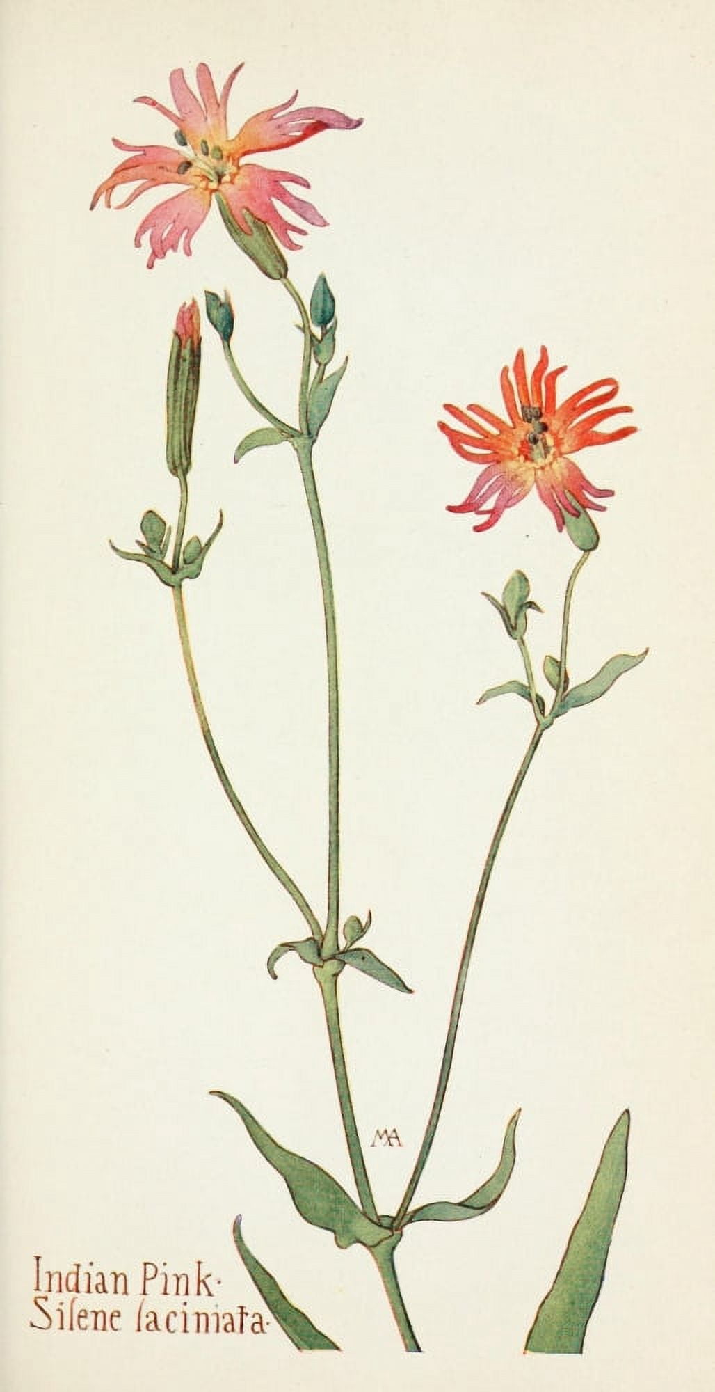 Posterazzi Western Wild Flowers 1915 Indian Pink Canvas Art - M Armstrong (24 x 36)