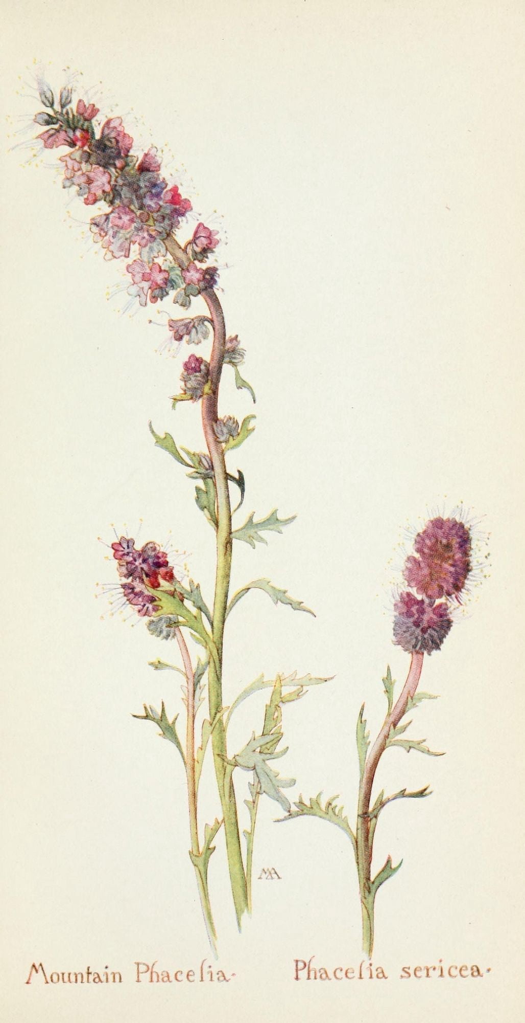 Posterazzi Western Wild Flowers 1915 Mountain Phacelia Canvas Art - M Armstrong (24 x 36)