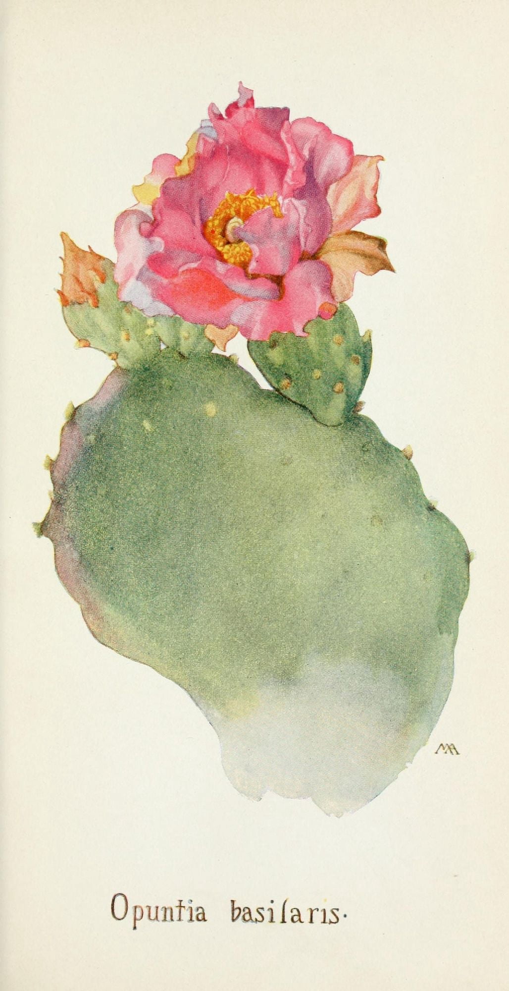 Posterazzi Western Wild Flowers 1915 Opuntia (Cactus) Canvas Art - M Armstrong (24 x 36)