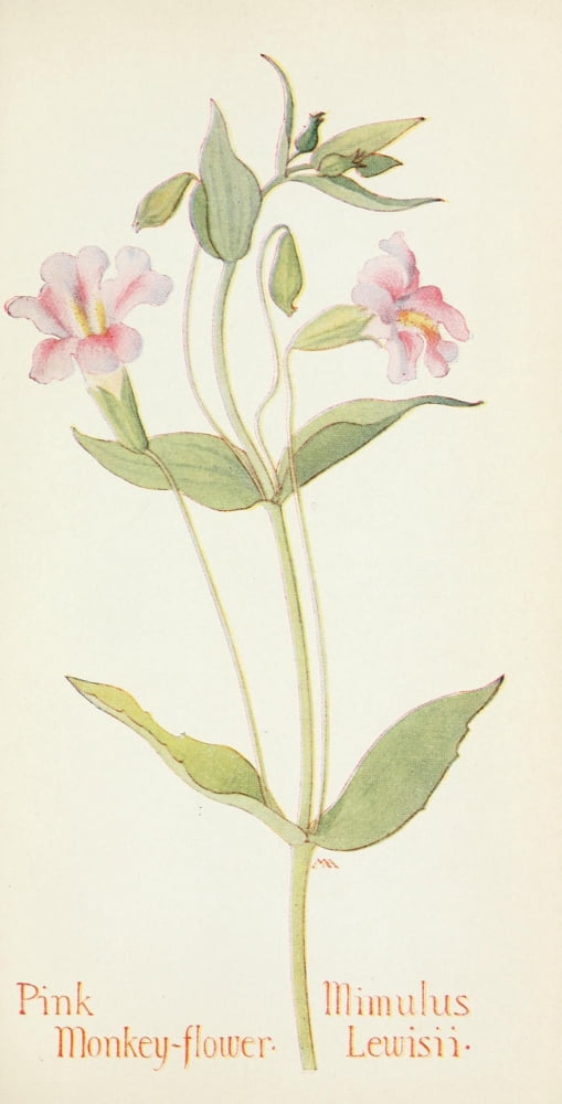Posterazzi Western Wild Flowers 1915 Pink Monkey-flower Canvas Art - M Armstrong (24 x 36)