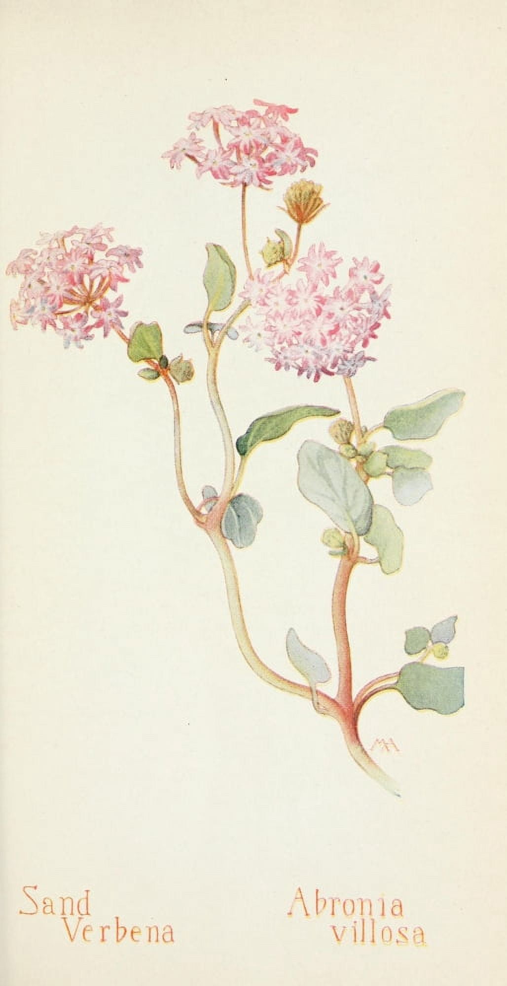 Posterazzi Western Wild Flowers 1915 Sand Verbena Canvas Art - M Armstrong (24 x 36)