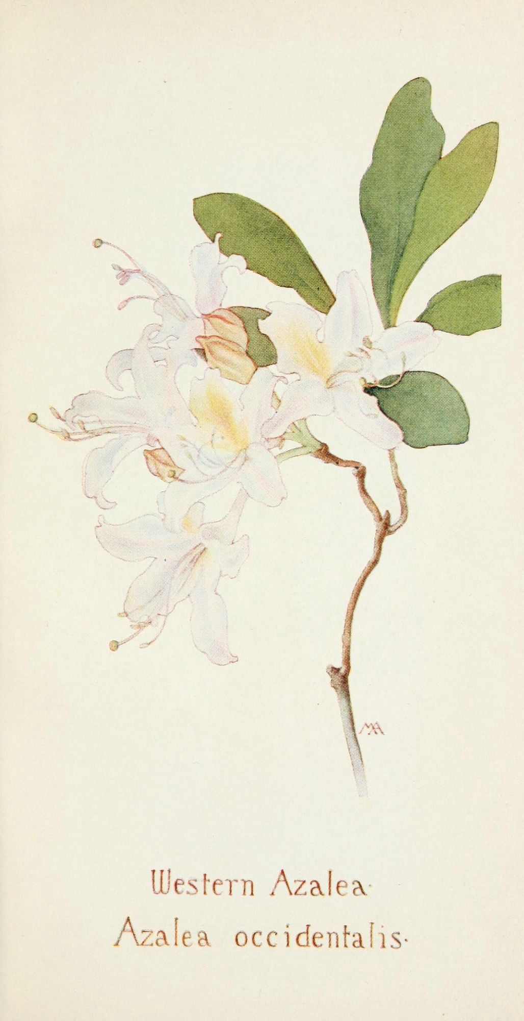 Posterazzi Western Wild Flowers 1915 Western Azalea Canvas Art - M Armstrong (24 x 36)