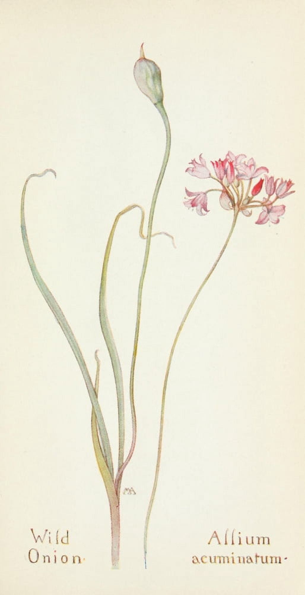 Posterazzi Western Wild Flowers 1915 Wild Onion Canvas Art - M Armstrong (24 x 36)