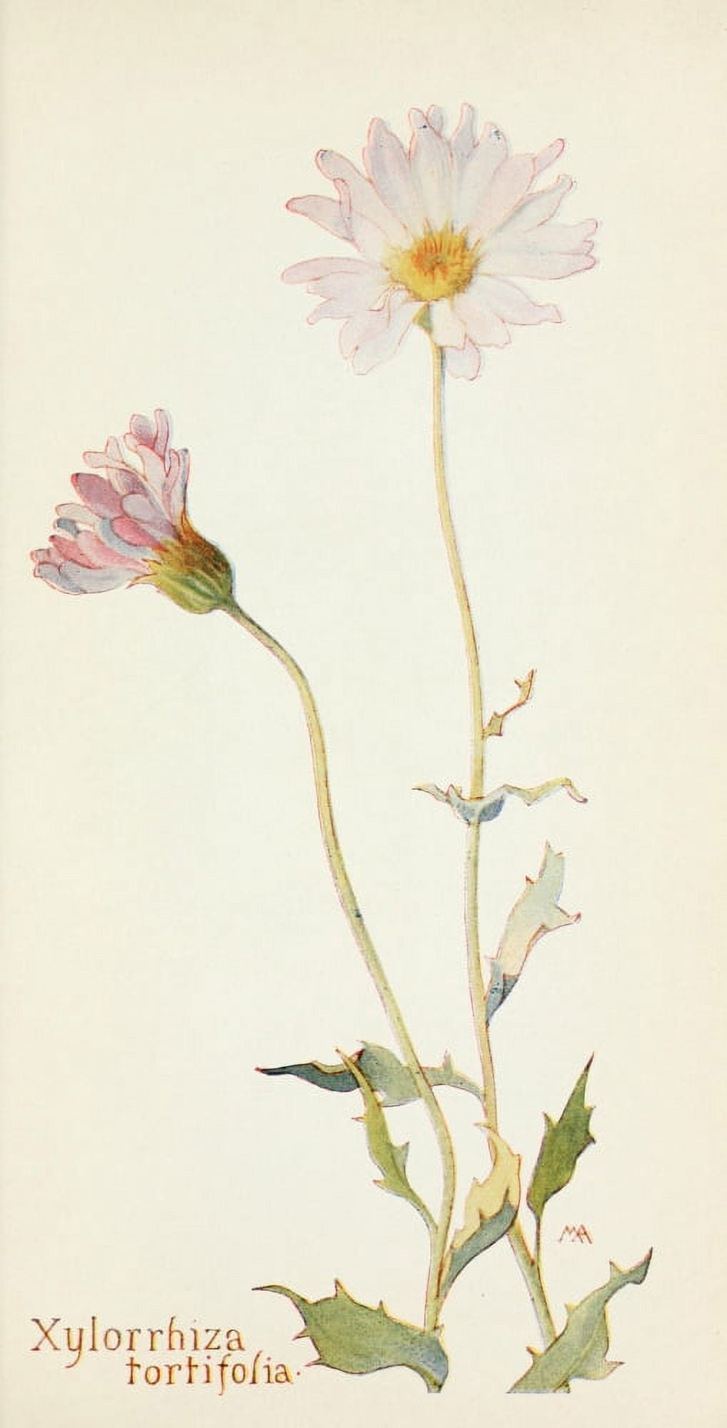 Posterazzi Western Wild Flowers 1915 Xylorrhiza Tortifolia Canvas Art - M Armstrong (24 x 36)