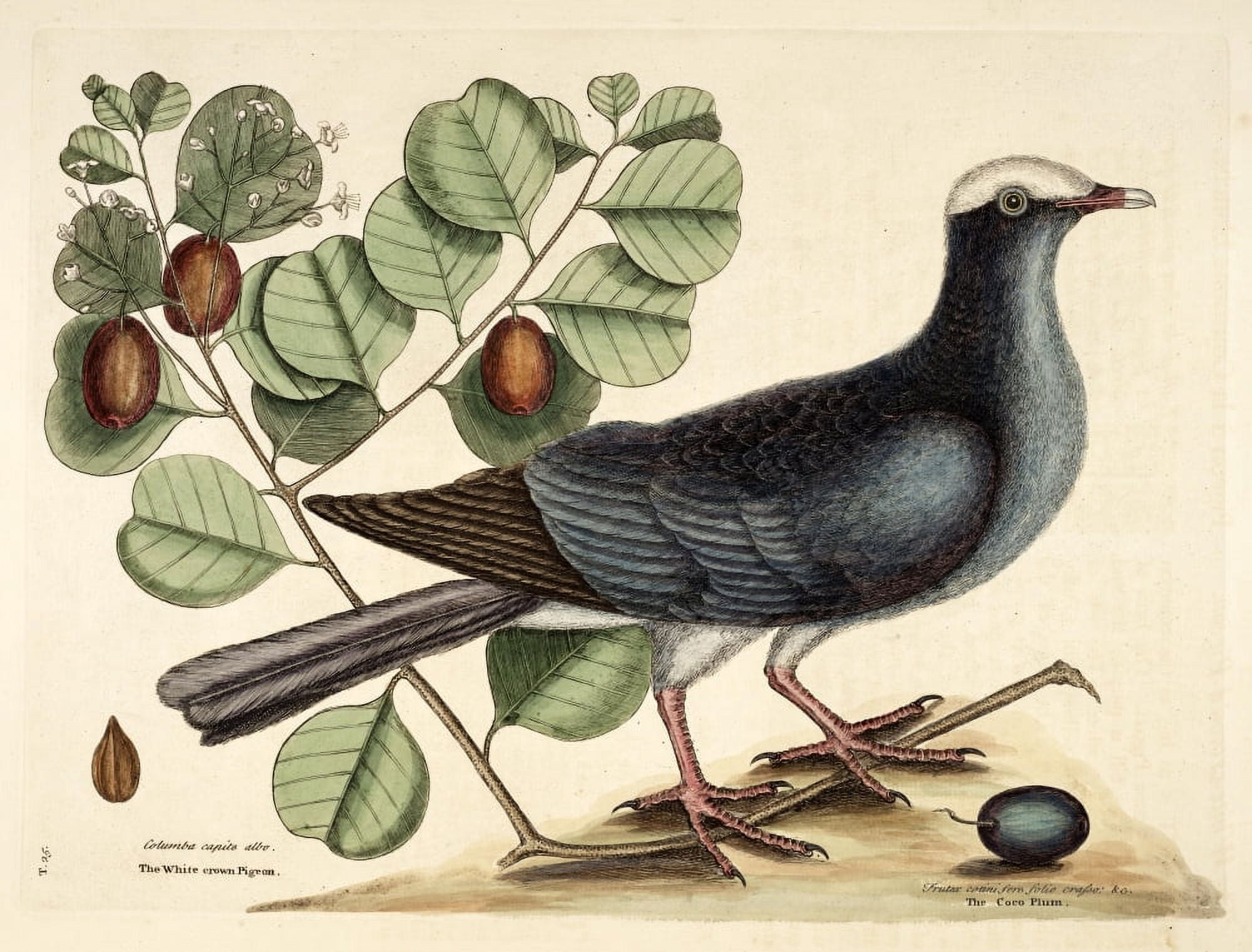 Posterazzi Wh crn Pigeon Canvas Art - Mark Catesby (24 x 36)