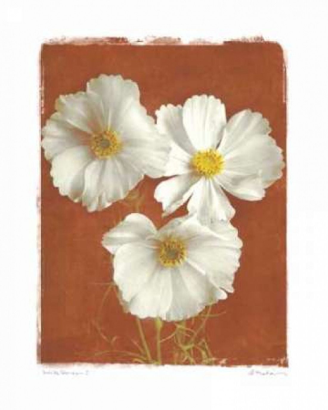 Posterazzi White Cosmos I Canvas Art - Amy Melious (24 x 30)